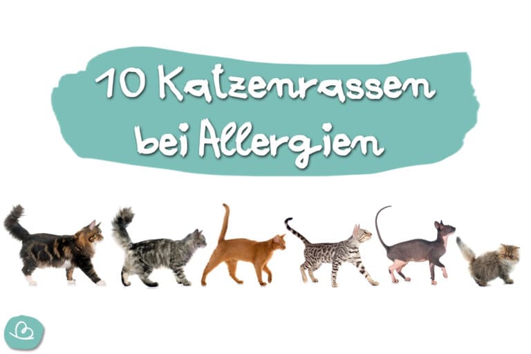 Katzen für Allergiker 10 Katzenrassen bei Allergien Wunderbunt.de