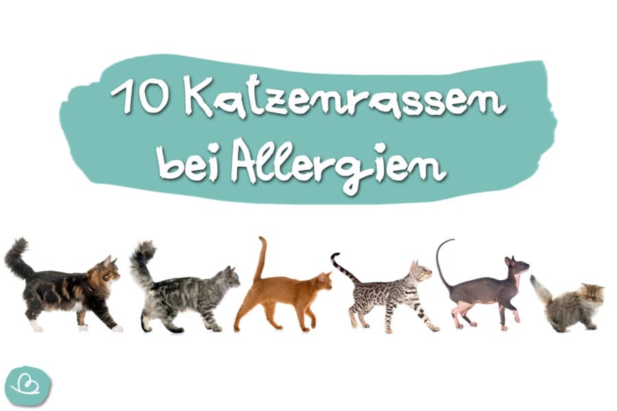 Katzen für Allergiker: 10 Katzenrassen bei Allergien