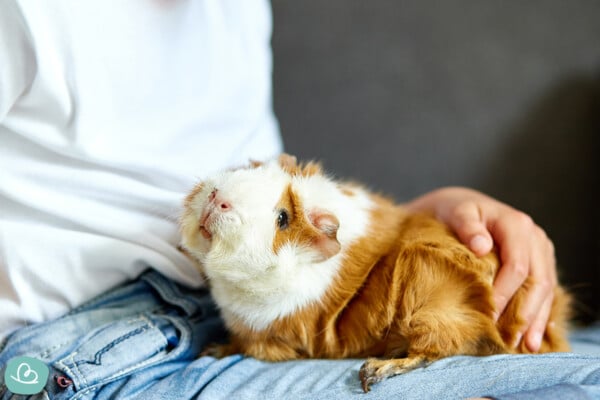 Wunderbar Kleines Haustier Zum Kuscheln Bilder