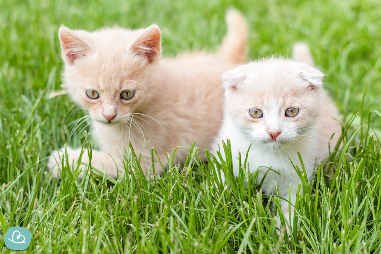süße Katzenkinder im Gras