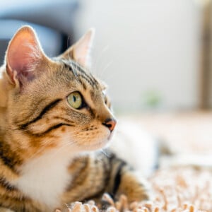 außergewöhnliche Katzennamen