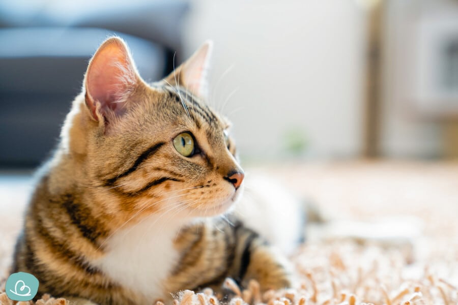 außergewöhnliche Katzennamen